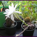 Echinopsis #kaktusy