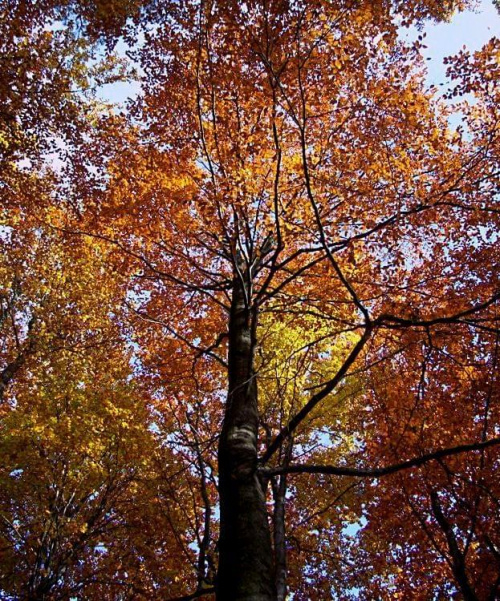 Jesień w koronie drzew #Koluszki #las
