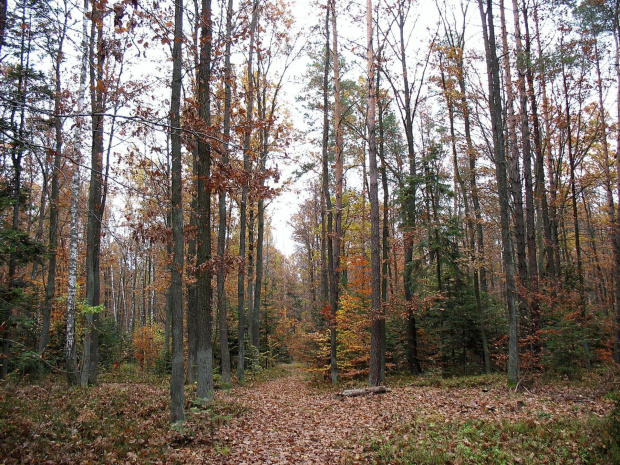 Koluszki, jesień, las #Koluszki #jesień #las