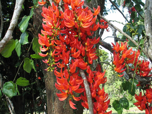 ogród botaniczny -Peradeniya