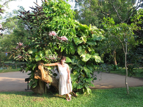 hotel Sigirija Village