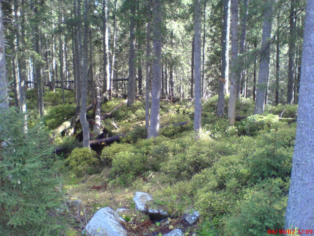 Zakopane