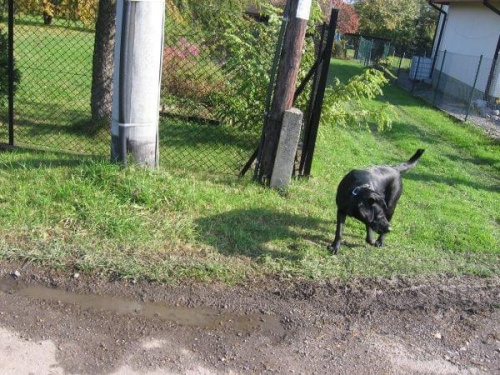 spacerek #MarleyPiesLabrador