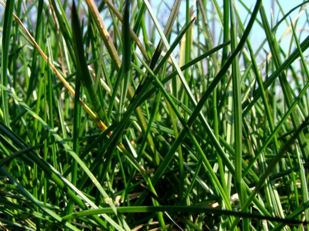 Co w trawie piszczy :) ? #Trawa