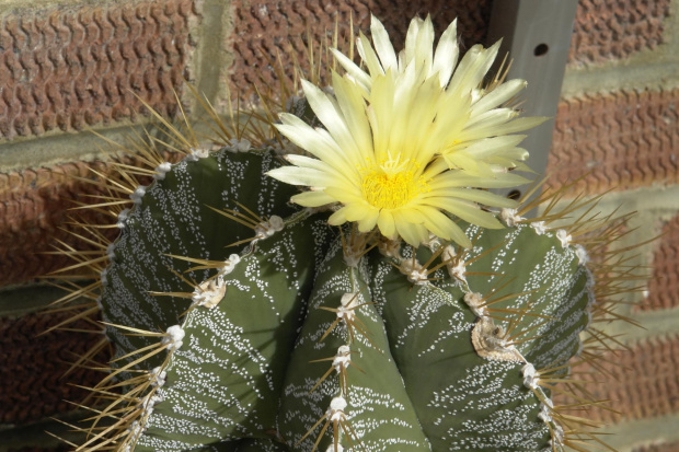 Astrophytum ornatum