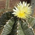 Astrophytum ornatum