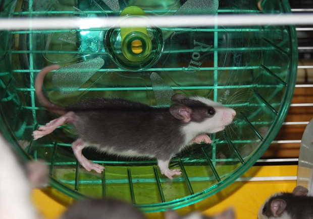rozbrykane szczurzątka #szczur #szczury #szczurki