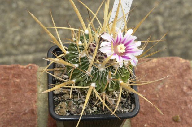 Stenocactus