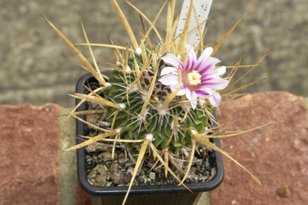 Stenocactus