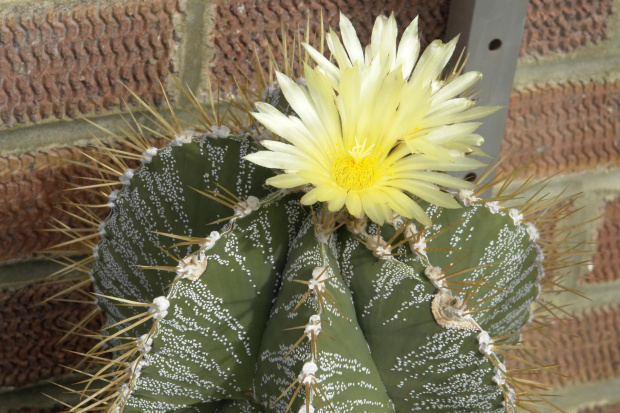 Astrophytum ornatum