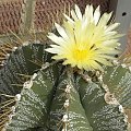 Astrophytum ornatum