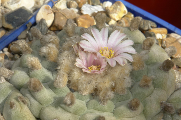 Lophophora