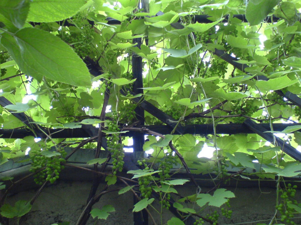 winorośl 2007
