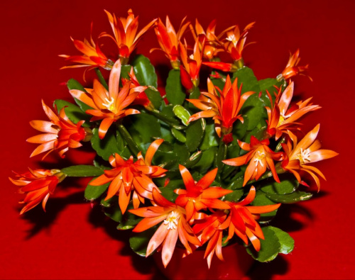 Obiecane zdjecie Kaktusa ,gdy zakwitnie:) #kwiaty #kaktusy