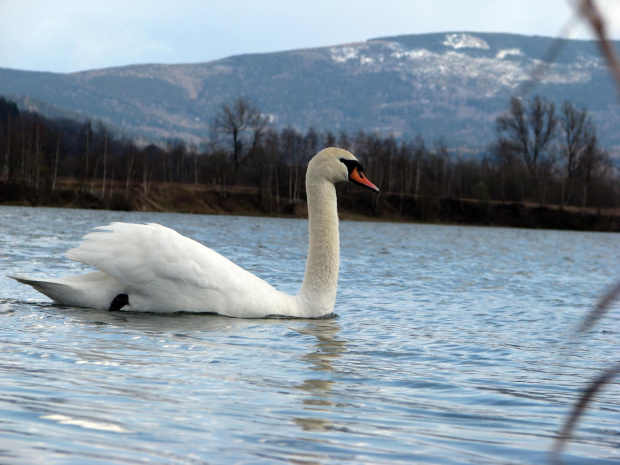 łabędź niemy ptak królewski #przyroda #natura #zwierzęta #ptaki #krajobraz #jezioro #góry #NadWodą #woda #wiosna