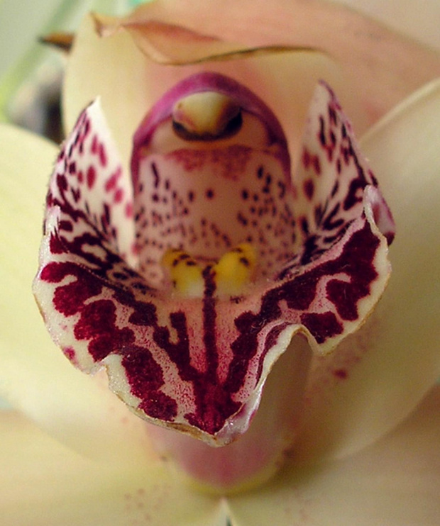 cymbidium - detal