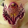 cymbidium - detal