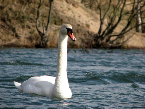 łabędź niemy ptak królewski #przyroda #natura #zwierzęta #ptaki #krajobraz #jezioro #góry #NadWodą #woda #wiosna