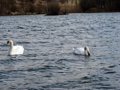 łabędź niemy ptak królewski #przyroda #natura #zwierzęta #ptaki #krajobraz #jezioro #góry #NadWodą #woda #wiosna