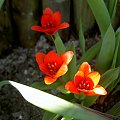 Działkowe tulipany #kwiaty