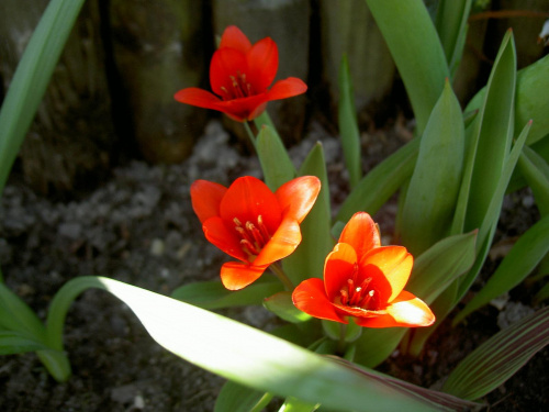 Działkowe tulipany #kwiaty