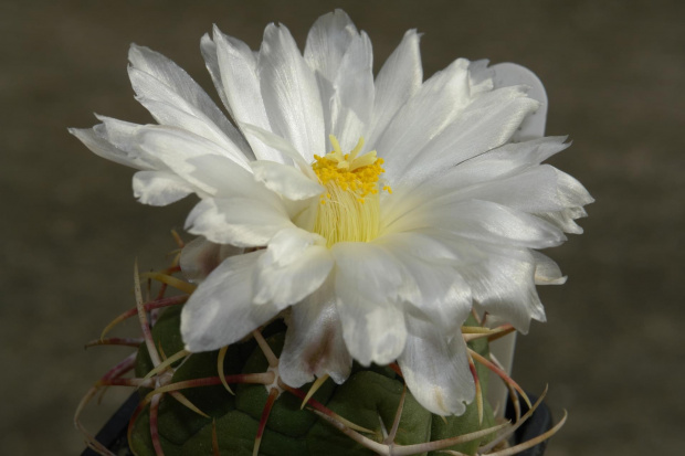 thelocactus lloydii