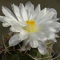 thelocactus lloydii