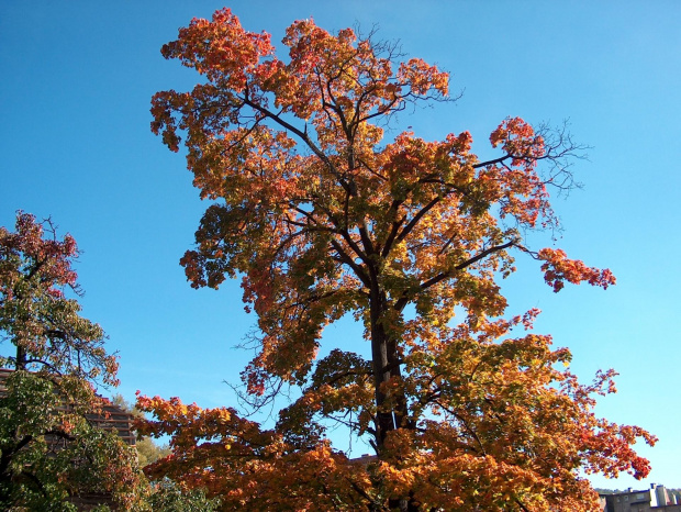 jesień #przyroda #natura #krajobraz #niebo #drzewa #jesień