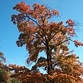 jesień #przyroda #natura #krajobraz #niebo #drzewa #jesień