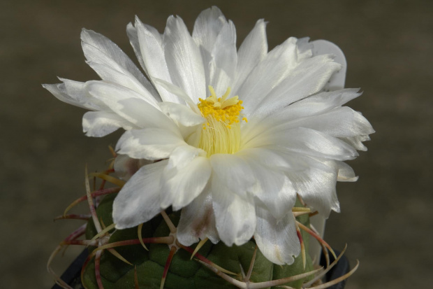 thelocactus lloydii