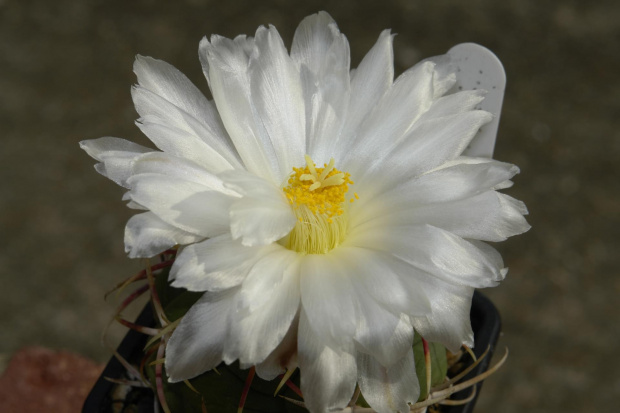 thelocactus lloydii