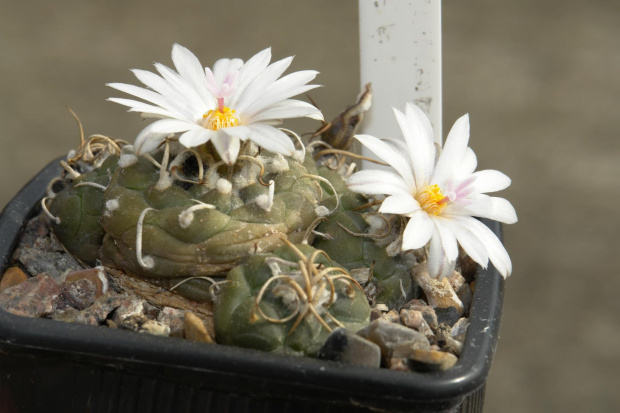 TURBINICARPUS KLINKERIANUS