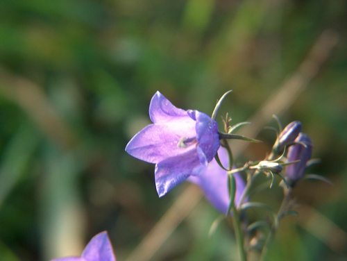 Dzwonek alpejski (Campanula alpina) Zdjęcie zrobione w górach - grudzień 2006 #przyroda #natura #botanika #kwiaty #rośliny #makrofotografia #makro