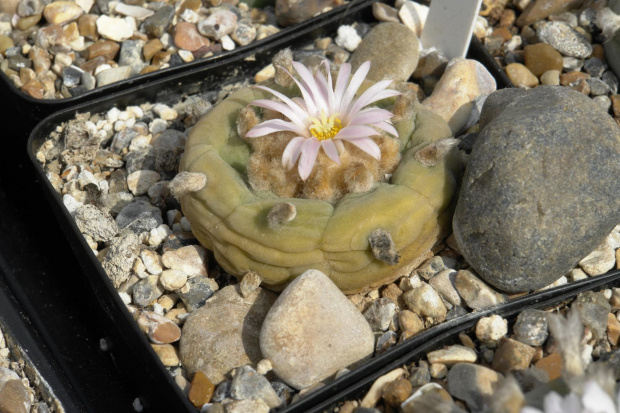 Lophophora diffusa