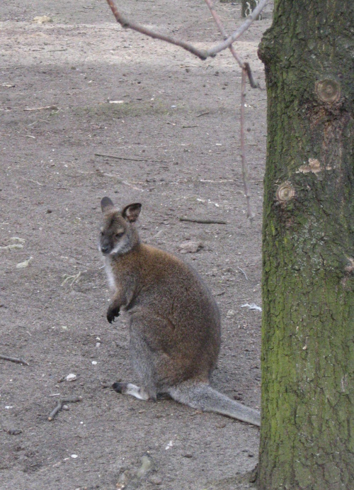 Milanówkowy kangurek