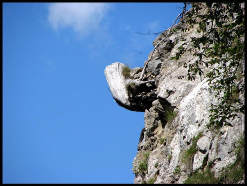 Symbioza. Zdjęcie stereo. Można zobaczyć to, co chce się zobaczyć. Albo konar wyrastający ze skały, albo "twarz przyrody" z nosem zadartym do góry. Wybór należy do Ciebie. #konar #symbioza #twarz