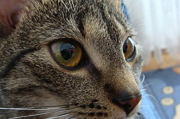 Jak się dobrze przyjrzysz w oczach tigera mozna zaobserwować jak obiektyw mojego aparatu odbija sie w jego oczach..... ;-P #kiciątko #kot #koteczek #kotek #tiger #zwierzęta #kotka #kotki #koty #kicio