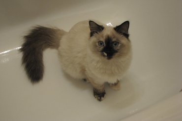 sesja w wannnie #koy #kotki #syberyjski #NevaMasquarade