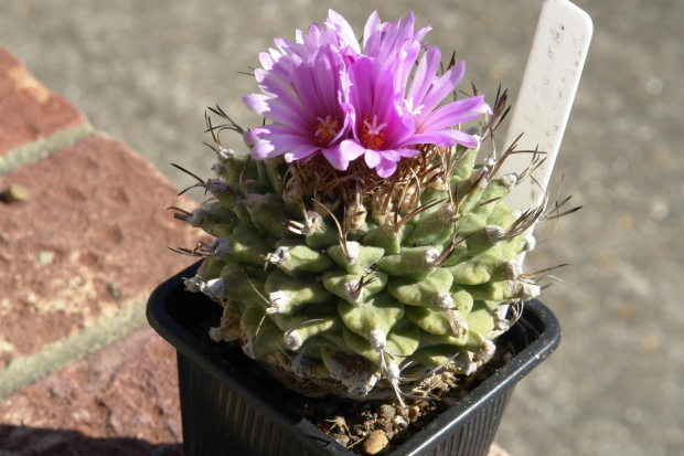 Turbinicarpus alonsoi