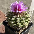 Turbinicarpus alonsoi