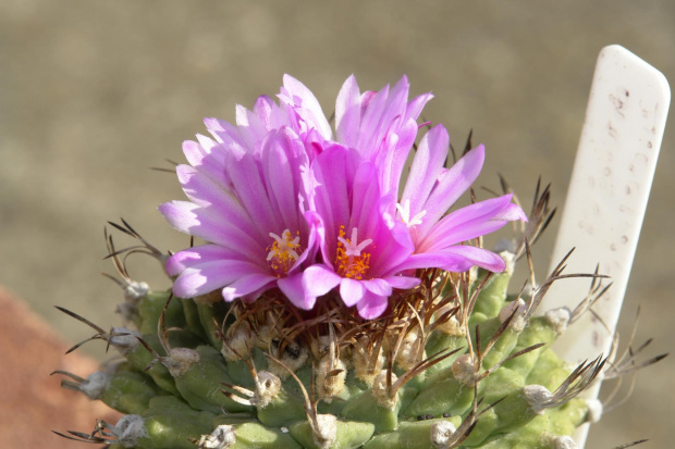 Turbinicarpus alonsoi