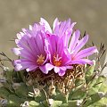 Turbinicarpus alonsoi