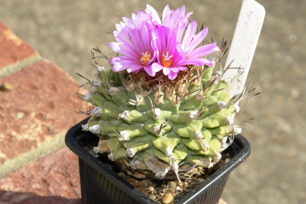 Turbinicarpus alonsoi