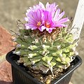 Turbinicarpus alonsoi