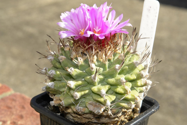 Turbinicarpus alonsoi