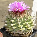 Turbinicarpus alonsoi