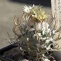 Turbinicarpus flaviflorus