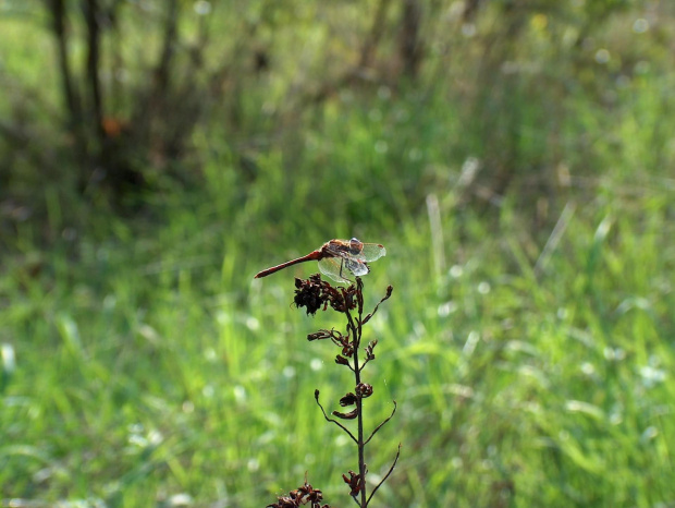 Ważka #przyroda #natura #zwierzęta #owady #ważka