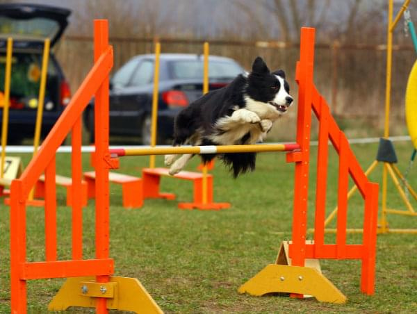 Zawody Agility Płock 5-6.04.2008 Psy