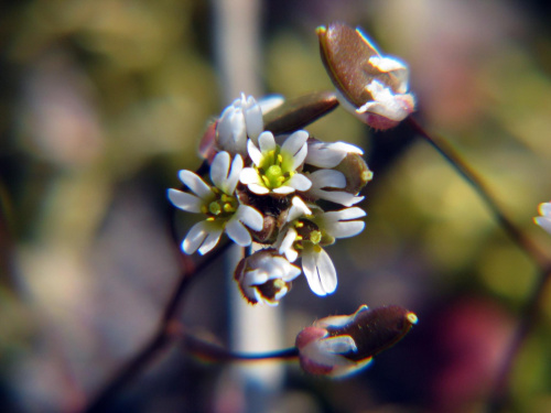 Gwiazdnica pospolita
(Stellaria media).Kwiaty w makrofotografii #przyroda #natura #rośliny #kwiaty #botanika #makrofotografia #FloraPolski #KwiatyPolne #wiosna